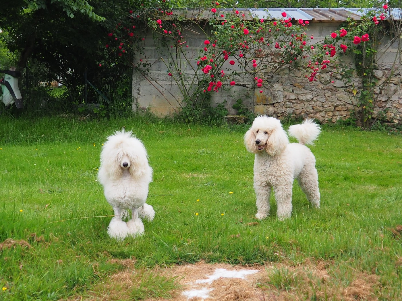 Si Jolie Edwen white's des Papillons du Marais
