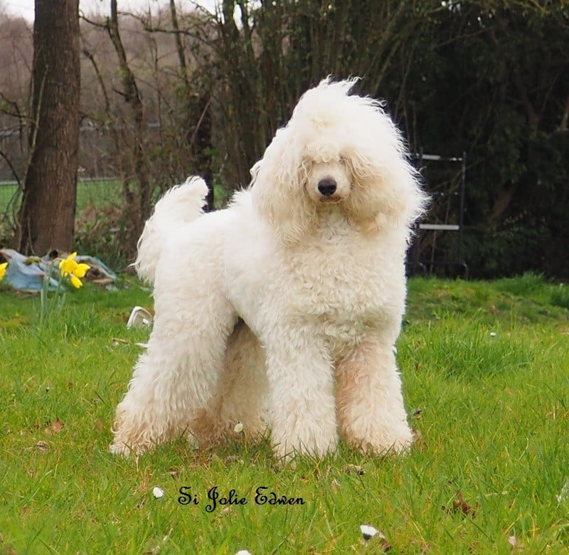 Si Jolie Edwen white's des Papillons du Marais