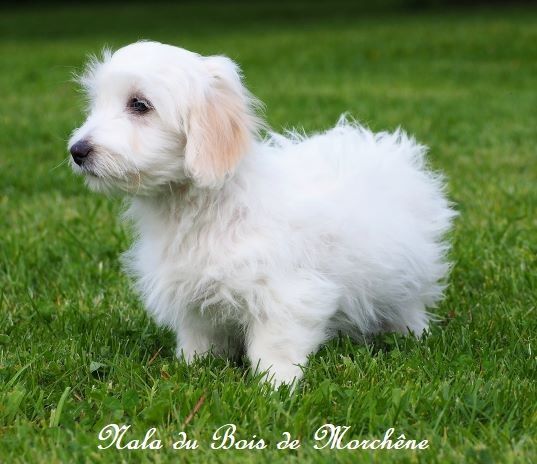 Nala du bois de Morchène