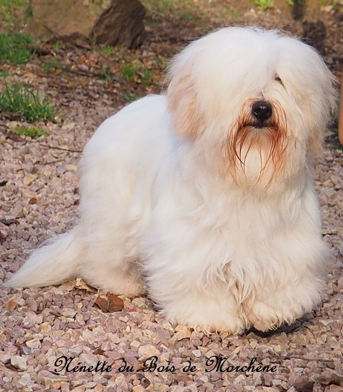 Nenette du bois de Morchène