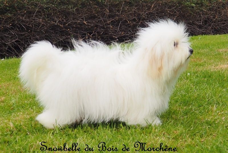 Snowbelle du bois de Morchène