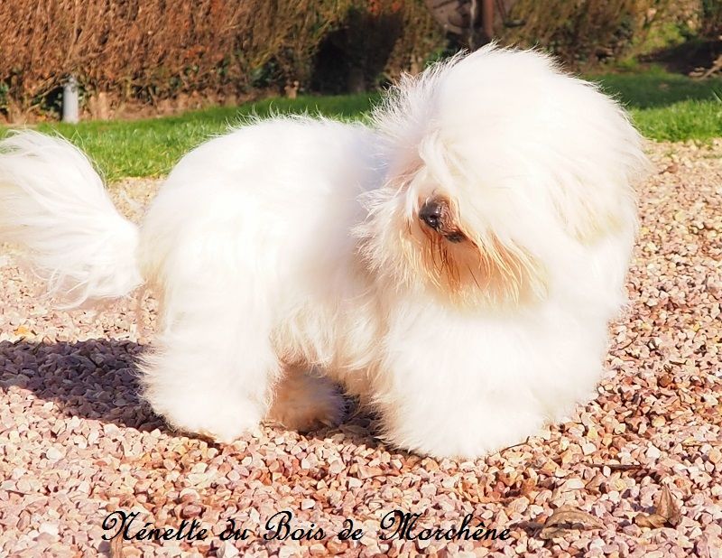 Nenette du bois de Morchène