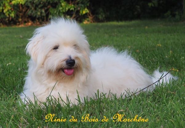 Ninie du bois de Morchène