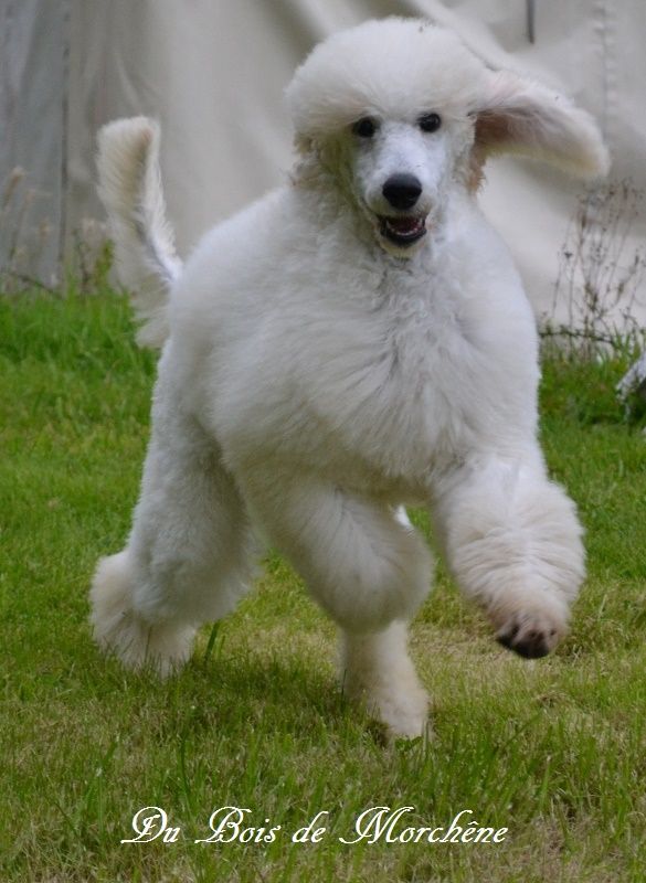 Publication : du bois de Morchène Auteur : Du Bois de Morchêne
