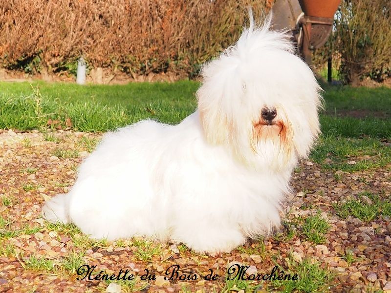 Nenette du bois de Morchène