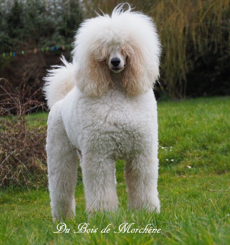 Publication : du bois de Morchène Auteur : Du Bois de Morchêne