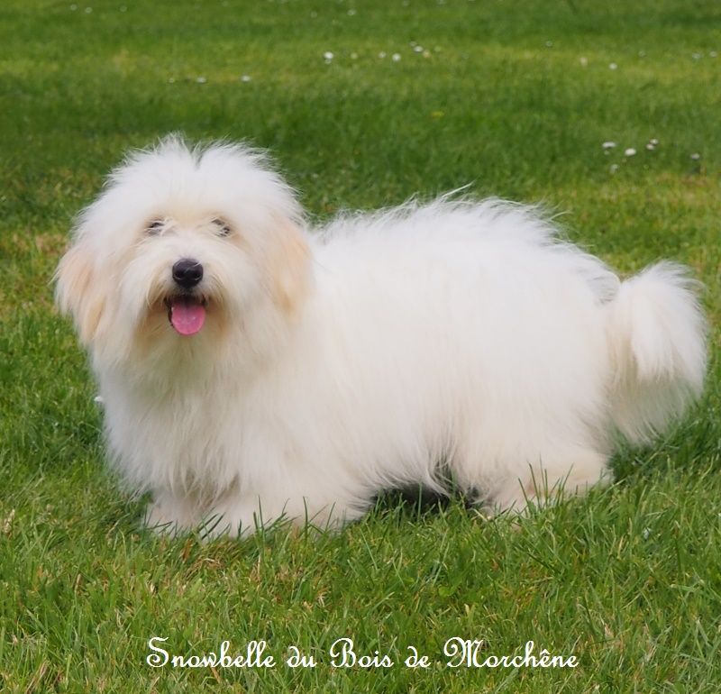 Snowbelle du bois de Morchène