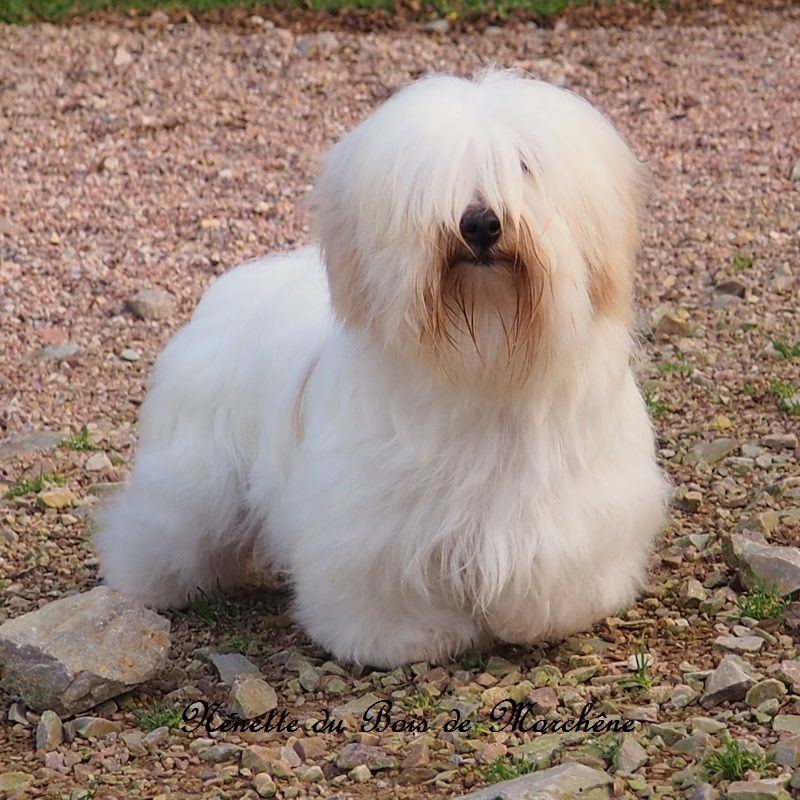 Nenette du bois de Morchène