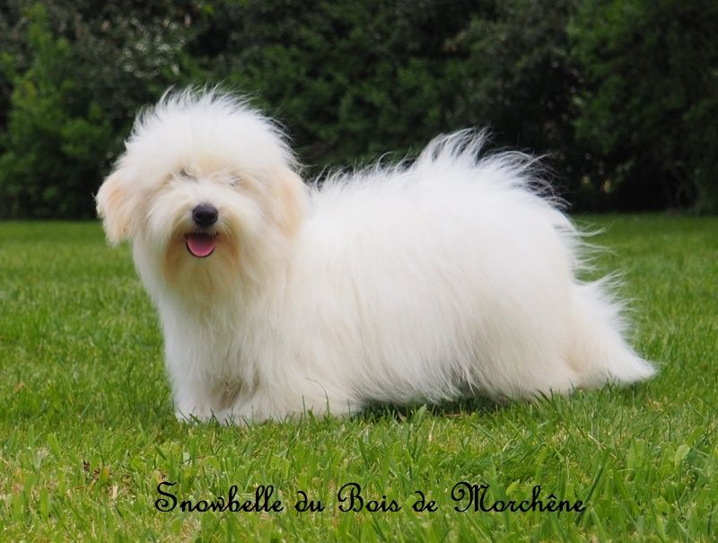 Snowbelle du bois de Morchène