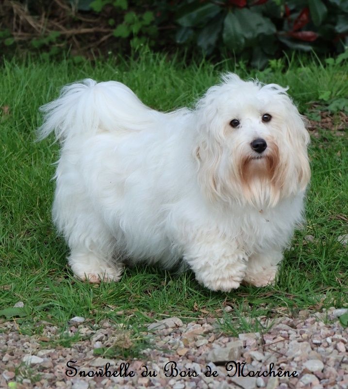 Snowbelle du bois de Morchène