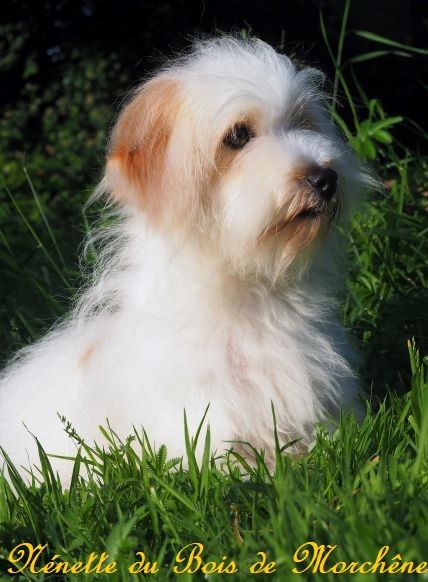 Nenette du bois de Morchène