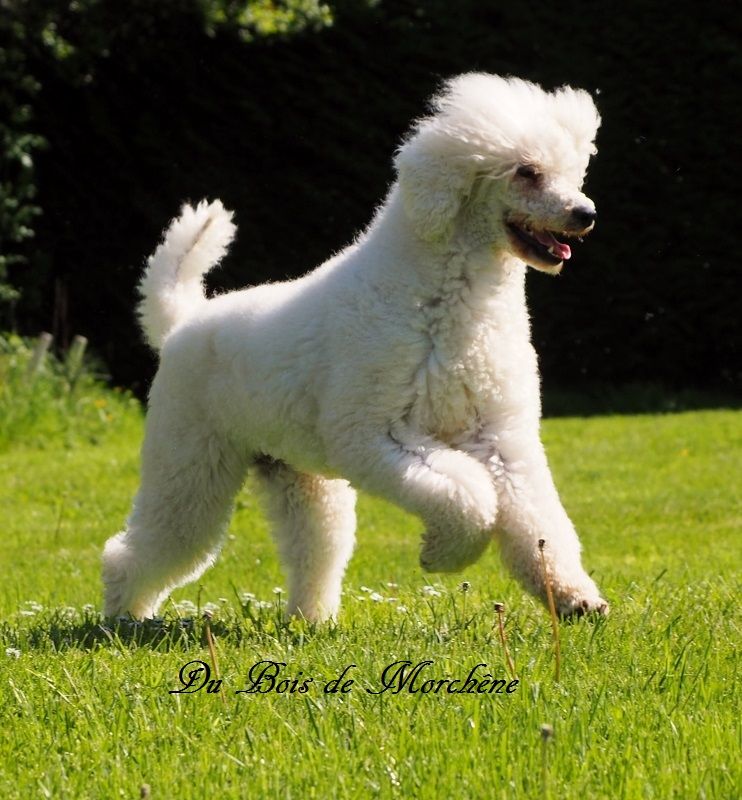 Publication : du bois de Morchène Auteur : Du Bois de Morchêne