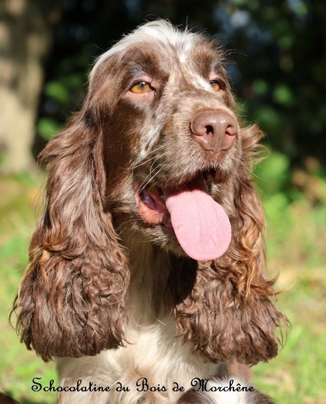 Schocolatine du bois de Morchène
