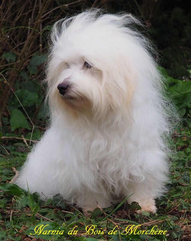Narnia du bois de Morchène