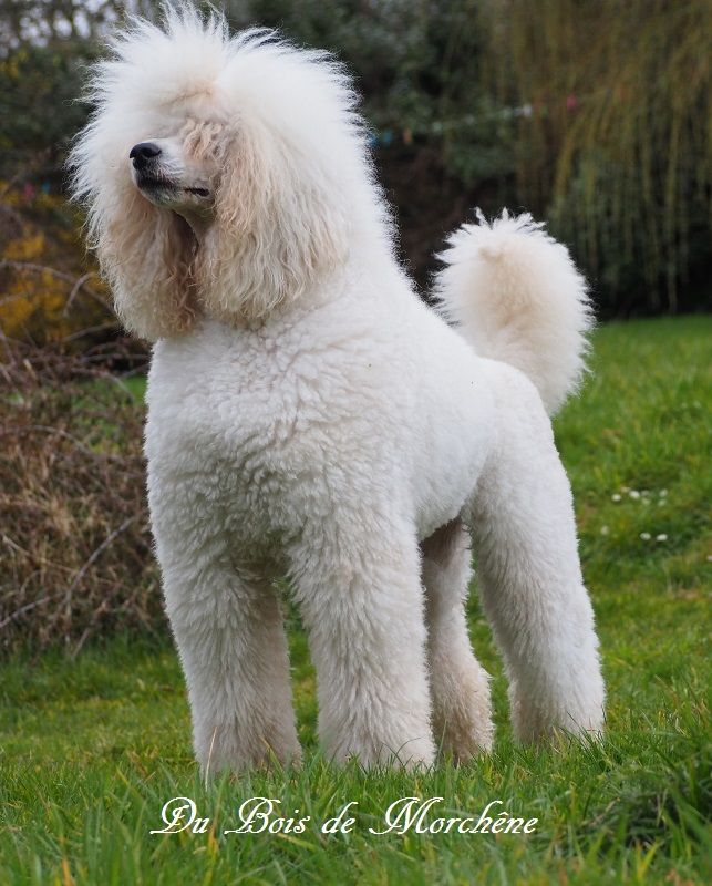 Publication : du bois de Morchène Auteur : Du Bois de Morchêne