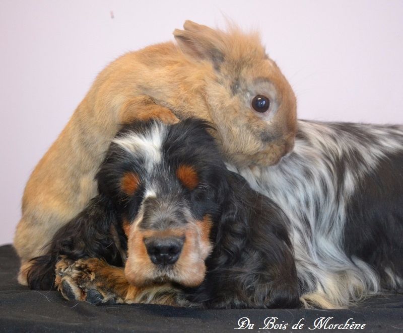 Publication : Du Bois De Morchène Auteur : du Bois de Morchêne