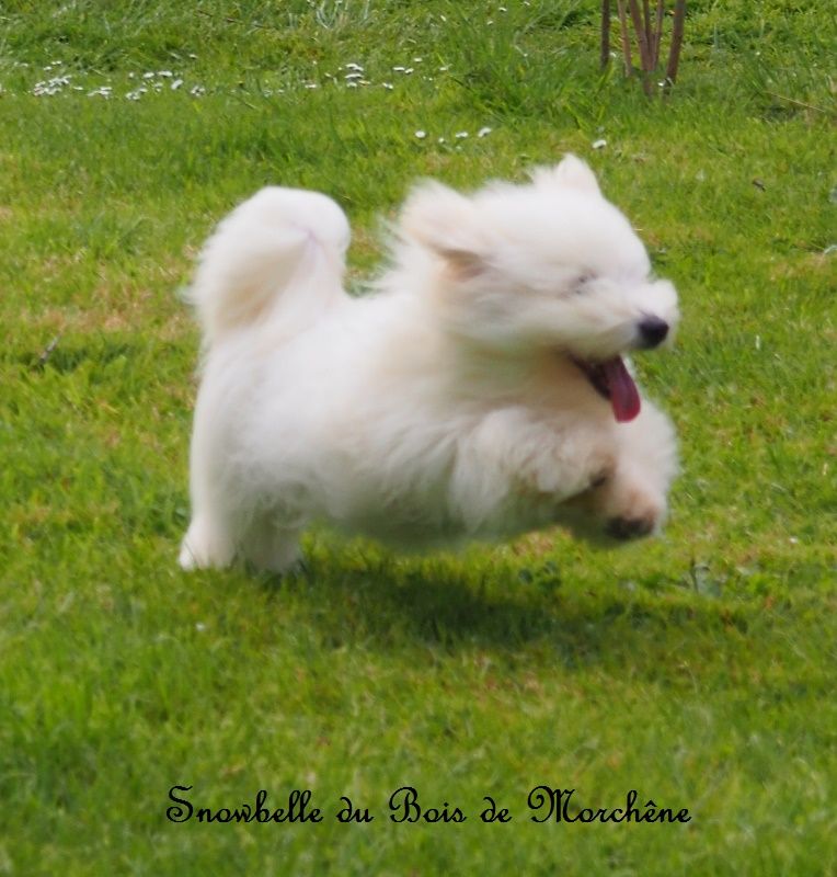 Snowbelle du bois de Morchène