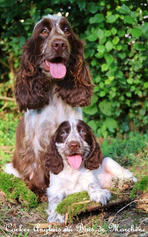Schocolatine du bois de Morchène