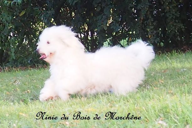 Ninie du bois de Morchène