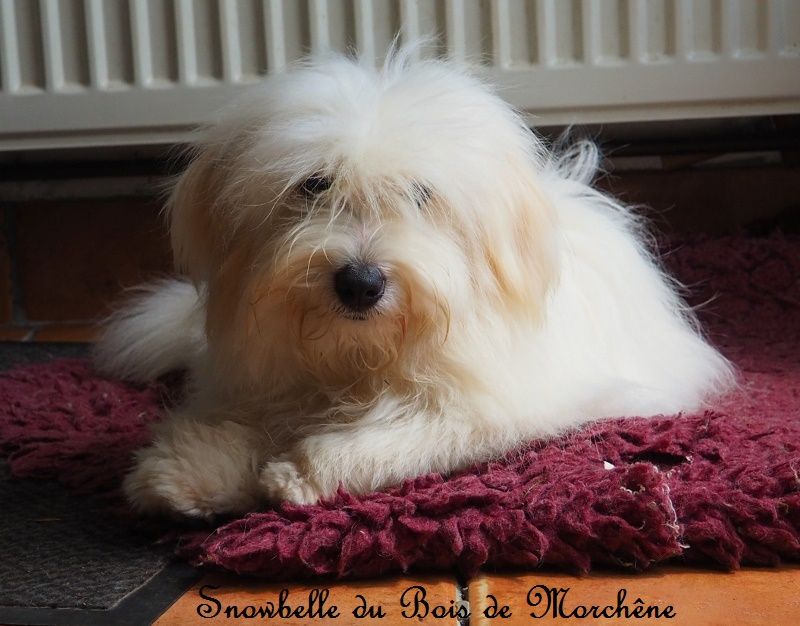 Snowbelle du bois de Morchène