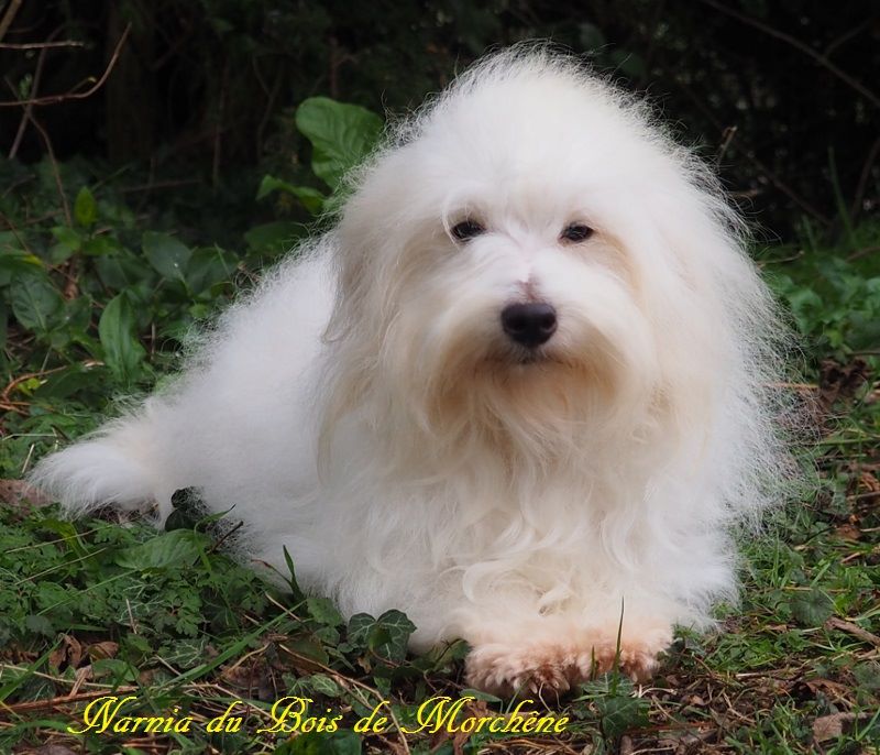 Narnia du bois de Morchène