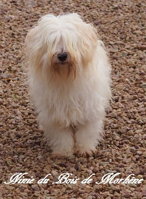 Ninie du bois de Morchène