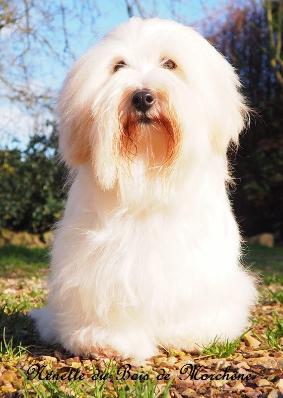 Nenette du bois de Morchène