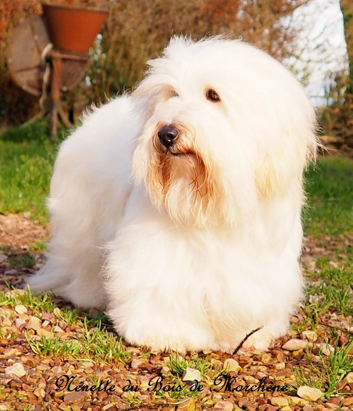 Nenette du bois de Morchène