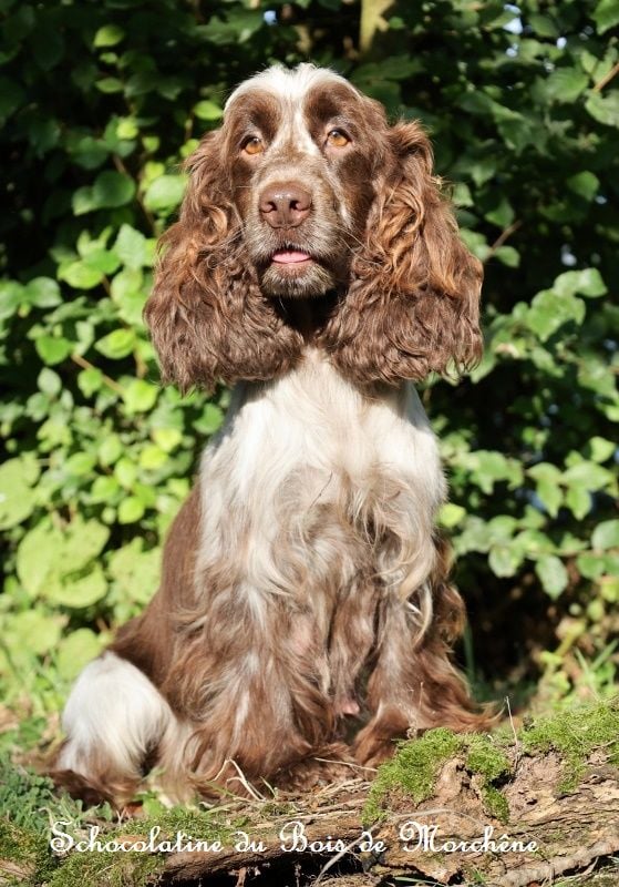 Schocolatine du bois de Morchène