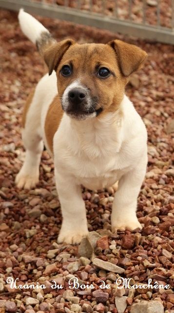 Urania du bois de Morchène