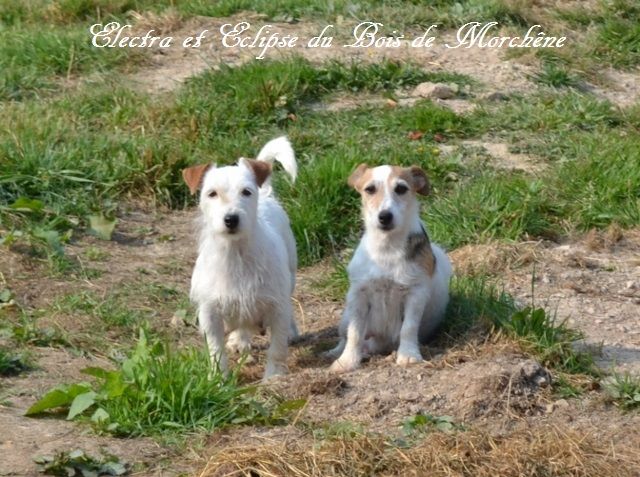 Publication : du bois de Morchène Auteur : du bois de morchêne