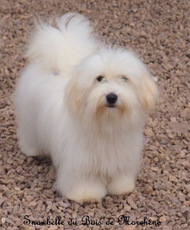 Snowbelle du bois de Morchène