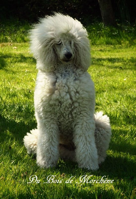 Publication : du bois de Morchène Auteur : Du Bois de Morchêne