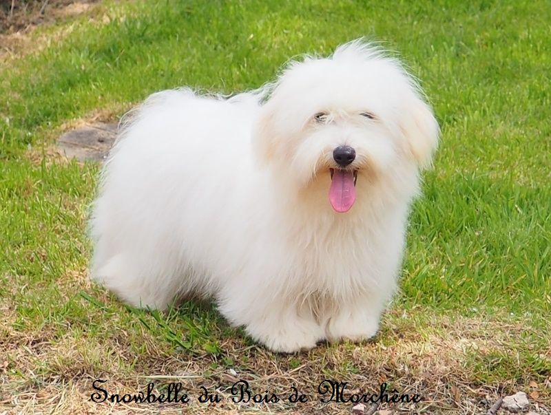 Snowbelle du bois de Morchène