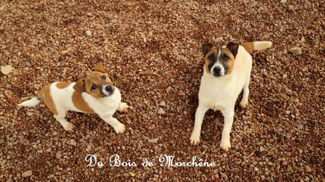 Urania du bois de Morchène