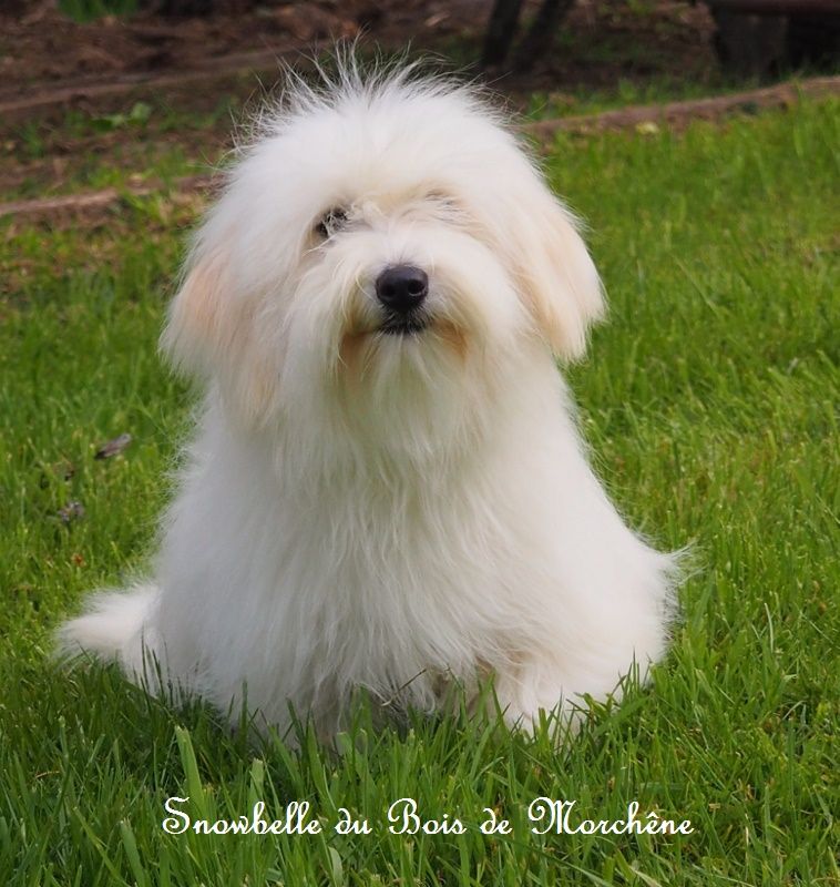 Snowbelle du bois de Morchène