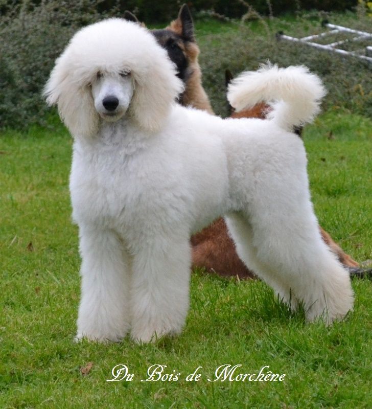 Publication : du bois de Morchène Auteur : Du Bois de Morchêne