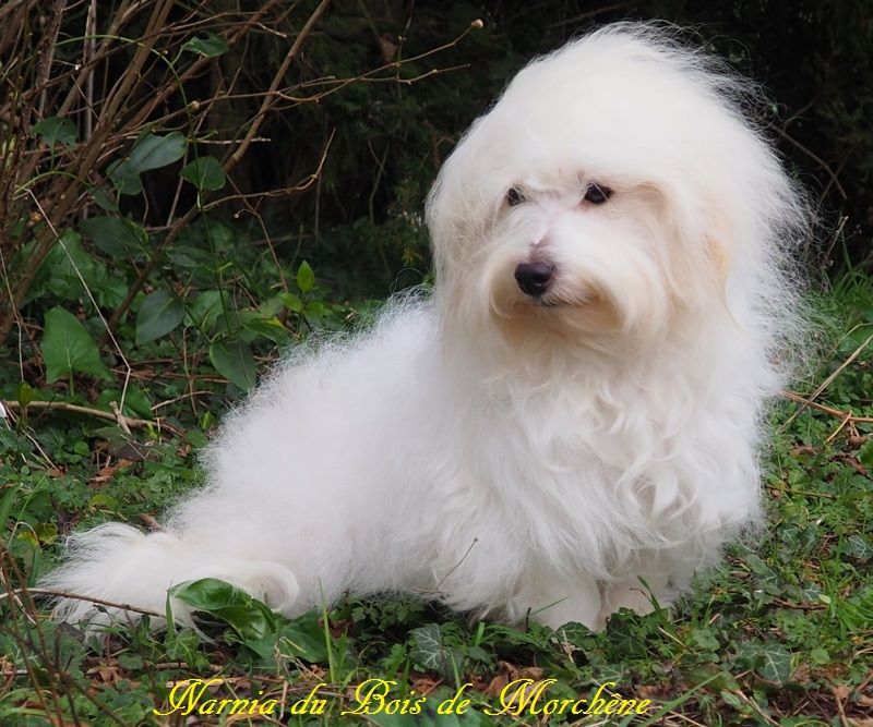 Narnia du bois de Morchène