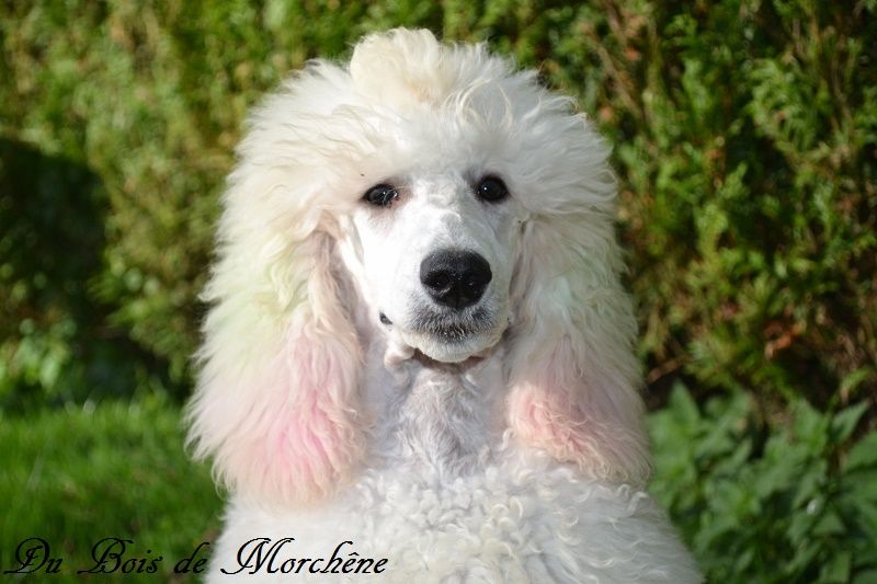 Publication : du bois de Morchène Auteur : Du Bois de Morchêne