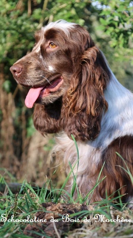 Schocolatine du bois de Morchène