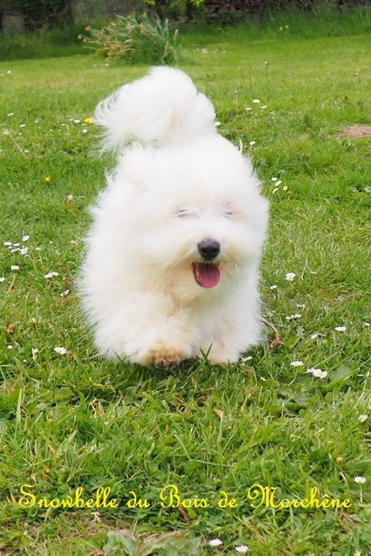 Snowbelle du bois de Morchène