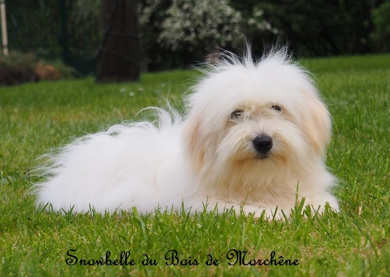 Snowbelle du bois de Morchène
