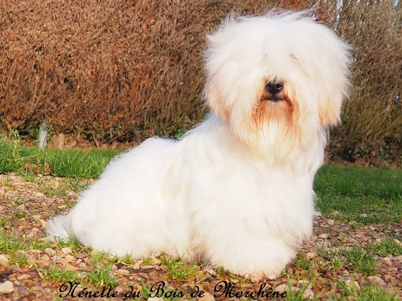 Nenette du bois de Morchène