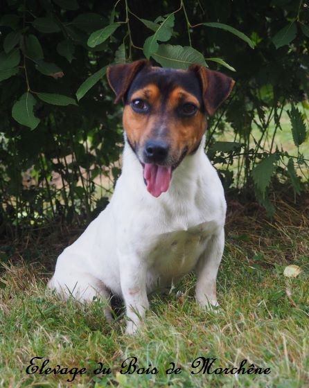 Publication : Du Bois De Morchène Auteur : du bois de morchêne