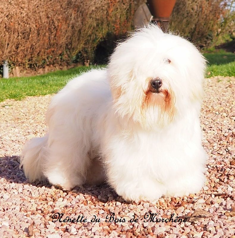 Nenette du bois de Morchène