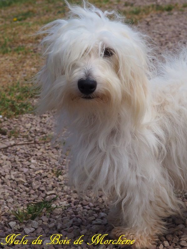 Nala du bois de Morchène