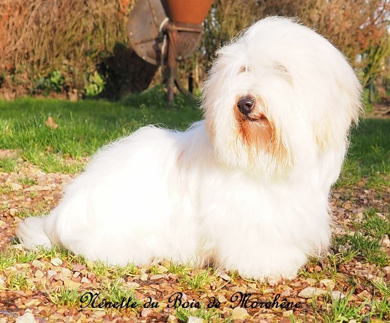 Nenette du bois de Morchène