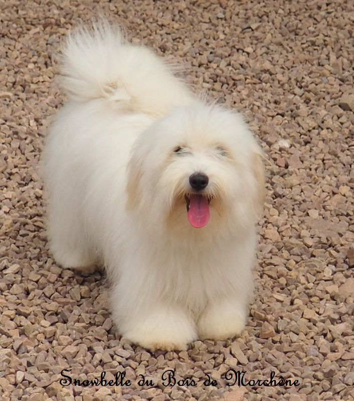 Snowbelle du bois de Morchène