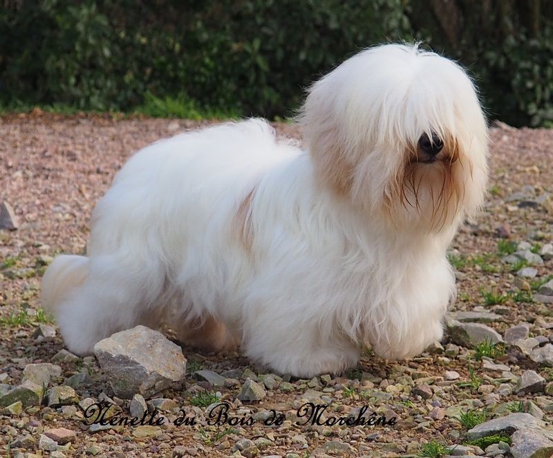 Nenette du bois de Morchène