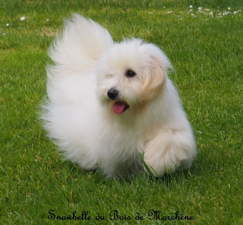 Snowbelle du bois de Morchène